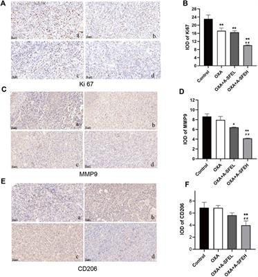Supercritical fluid extract of Angelica sinensis promotes the anti-colorectal cancer effect of oxaliplatin
